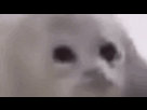 https://image.noelshack.com/fichiers/2025/20/3/1747215226-giphy.gif