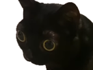 https://image.noelshack.com/fichiers/2025/20/3/1747256865-1643518709-jinx-my-beloved.png
