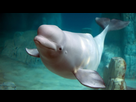 https://image.noelshack.com/fichiers/2025/20/6/1747434323-fiche-animale-monde-animal-beluga-1.jpg