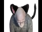 https://image.noelshack.com/fichiers/2025/21/2/1747772203-default-2.png