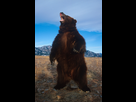 https://image.noelshack.com/fichiers/2025/21/3/1747837934-70003341-kodiak-bear.jpg