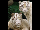 https://image.noelshack.com/fichiers/2025/21/3/1747840738-1280px-singapore-zoo-tigers-cropped.jpg