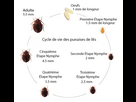 https://image.noelshack.com/fichiers/2025/22/1/1748263463-bed-bug-life-cycle1.png
