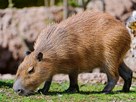 https://image.noelshack.com/fichiers/2025/22/3/1748458022-capybara-photo-instinct-animal-2.jpg
