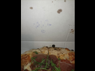 https://image.noelshack.com/fichiers/2025/22/3/1748460554-pizza-xxl-2.jpg