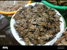 https://image.noelshack.com/fichiers/2025/22/5/1748637233-punaises-d-eau-geantes-ou-les-dytiques-lethocerus-indicus-sur-un-blocage-de-l-alimentation-dans-un-marche-a-bangkok-thailande-emnxt9.jpg