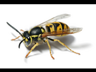 https://image.noelshack.com/fichiers/2025/22/6/1748690988-european-wasp-white-bg.jpg