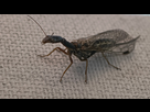 https://image.noelshack.com/fichiers/2025/22/6/1748721181-insecte.jpg