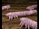 https://image.noelshack.com/fichiers/2025/23/2/1748916840-demodex-folliculorum-mite-living-human-skin-demodex-folliculorum-mite-type-parasite-lives-humans-tey-279948040-3803398388.jpg