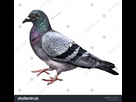 https://image.noelshack.com/fichiers/2025/23/3/1749066038-stock-photo-pigeon-columba-dove-realistic-drawing-illustration-for-bird-encyclopedia-isolated-image-on-2171198433.jpg