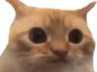 https://image.noelshack.com/fichiers/2025/23/6/1749280935-img-20250607-092204.png