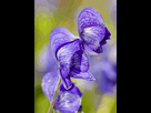 https://image.noelshack.com/fichiers/2025/24/2/1749547039-larkspur-leaf-monkshood-aconitum-delphinifolium.gif