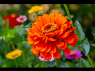 https://image.noelshack.com/fichiers/2025/24/3/1749638433-blooming-orange-zinnia-flower-on-a-green-background-on-a-summer-day-macro-photography.gif