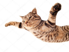 https://image.noelshack.com/fichiers/2025/24/3/1749645445-depositphotos-5310616-stock-photo-flying-funny-kitten-1.jpg