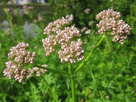 https://image.noelshack.com/fichiers/2025/24/5/1749830082-valeriana-officinalis-848672-640.gif