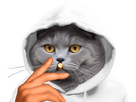 https://image.noelshack.com/fichiers/2025/24/7/1750000059-1000003949-removebg-preview.png