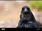 https://image.noelshack.com/fichiers/2025/25/1/1750053729-grand-corbeau-corvus-corax-portrait-des-yeux-la-tete-et-le-bec-ryggt9.jpg