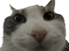 https://image.noelshack.com/fichiers/2025/25/6/1750489686-lumii-20250621-090753779.png
