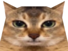 https://image.noelshack.com/fichiers/2025/25/7/1750550922-trucpolygoneflou1regime.png