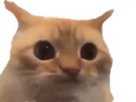 https://image.noelshack.com/fichiers/2025/31/6/1754141404-chatlimite.png