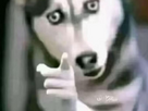 https://image.noelshack.com/fichiers/2025/33/5/1755257064-husky-pointe-du-doigt.png
