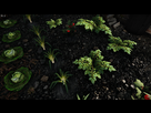 https://image.noelshack.com/fichiers/2025/35/1/1756112141-potato-plant-04.jpeg