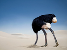 https://image.noelshack.com/fichiers/2025/35/2/1756213754-do-ostriches-bury-their-heads-in-the-sand.png