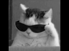 https://image.noelshack.com/fichiers/2025/35/5/1756501217-mh-mhm-hm-cat-with-sunglasses.gif