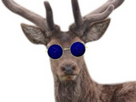 https://image.noelshack.com/fichiers/2025/36/6/1757117423-cerf-lunettes-bleues.png