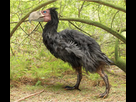 https://image.noelshack.com/fichiers/2025/37/2/1757434780-oiseaux-terreur.jpg