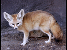 https://image.noelshack.com/fichiers/2025/37/2/1757443717-fennec-fox-vulpes-zerda.jpg