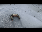 https://image.noelshack.com/fichiers/2025/38/5/1758246851-crab-01.jpeg