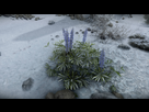 https://image.noelshack.com/fichiers/2025/38/5/1758246875-mountain-flower-under-rain-01.jpeg