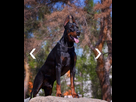 https://image.noelshack.com/fichiers/2025/39/2/1758646654-screenshot-2025-09-23-at-18-52-42-dobermann-vendre-en-ville-de-chelyabinsk-f-d-ration-de-russie-prix-970eur-annonce-no14224.png
