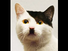 https://image.noelshack.com/fichiers/2025/40/4/1759416588-chat-1.png
