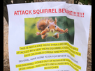https://image.noelshack.com/fichiers/2025/40/6/1759568726-californai-aggressive-squirrel-77417.jpg