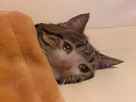 https://image.noelshack.com/fichiers/2025/41/2/1759858453-chattristecouette.jpg