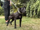 https://image.noelshack.com/fichiers/2025/46/7/1763298426-apbt.jpg