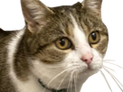 https://image.noelshack.com/fichiers/2025/47/6/1763809653-chat-marmotte.png