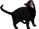https://image.noelshack.com/fichiers/2025/47/7/1763904491-chat-crie-knifos.png