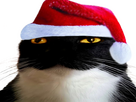 https://image.noelshack.com/fichiers/2025/49/1/1764612503-joyuninoel2.png