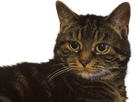 https://image.noelshack.com/fichiers/2025/52/3/1766602749-khyra-chat-knifos.png