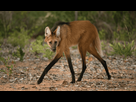 https://image.noelshack.com/fichiers/2025/52/7/1766904637-gettyimages-520529502-maned-wolf.png