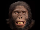 https://image.noelshack.com/fichiers/2026/05/2/1769508129-australopithecus-africanus.png
