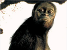 https://image.noelshack.com/fichiers/2026/05/2/1769508245-australopithecus-anamensis.png