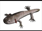https://image.noelshack.com/fichiers/2026/05/4/1769646395-ddddss.png