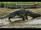 https://image.noelshack.com/fichiers/2026/05/7/1769968864-rimasuchus.png