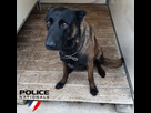 https://image.noelshack.com/fichiers/2026/06/2/1770078167-dino-chien-policier-mort-en-service-a-l-occasion-d-une-operation-de-securisation-avant-le-match-fc-metz-olympique-lyonnais-photo-police-nationale-1769499963.jpg