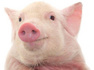 https://image.noelshack.com/fichiers/2026/06/3/1770159931-1562739079-cochon-2.png