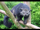 https://image.noelshack.com/fichiers/2026/07/2/1770730435-2-binturong2.jpg